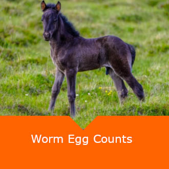 Equine Worm Eggs Counts